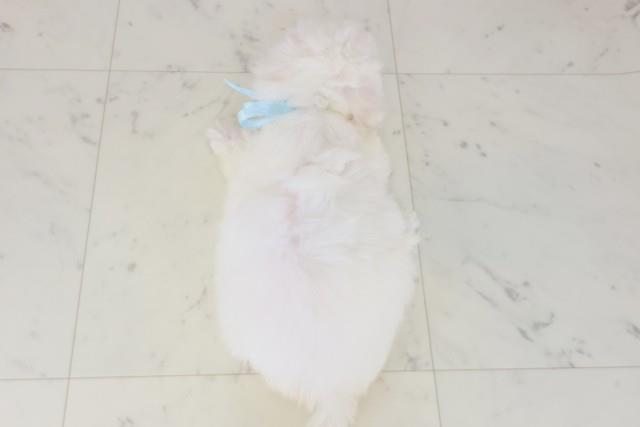 新潟県のビションフリーゼ (Coo&RIKUイオンモール新発田店/2025年8月16日生まれ/男の子/ホワイト)の子犬の4枚目の画像