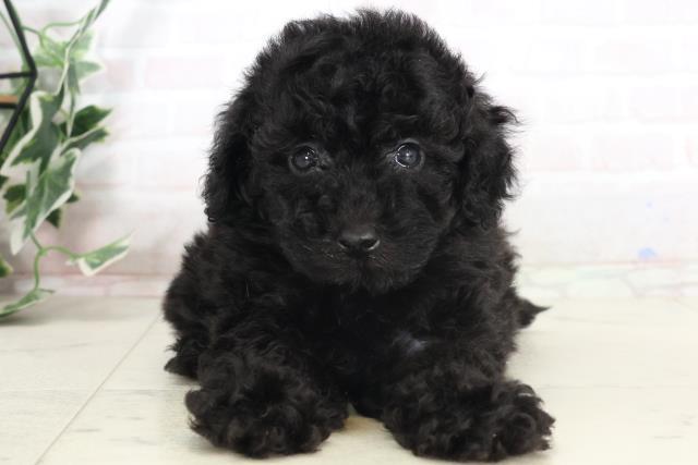 兵庫県のトイプードル(トイ) (Coo&RIKU明石店/2025年7月19日生まれ/男の子/ブラック)の子犬の1枚目の画像