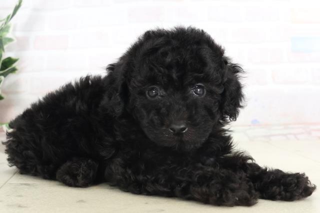 兵庫県のトイプードル(トイ) (Coo&RIKU明石店/2025年7月19日生まれ/男の子/ブラック)の子犬の2枚目の画像