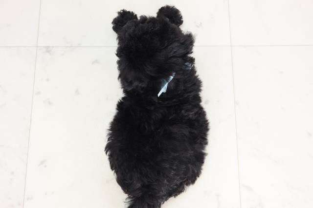 兵庫県のトイプードル(トイ) (Coo&RIKU明石店/2025年7月19日生まれ/男の子/ブラック)の子犬の4枚目の画像