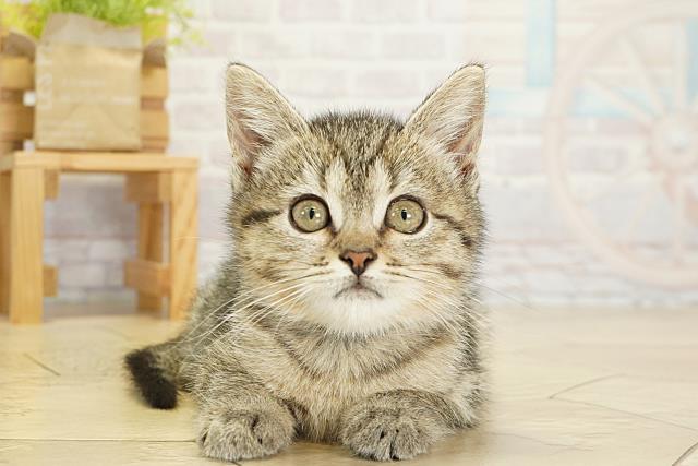 愛知県のミヌエット (Coo&RIKU東海一宮店/2025年10月6日生まれ/女の子/ブラウンタビー)の子猫の1枚目の画像