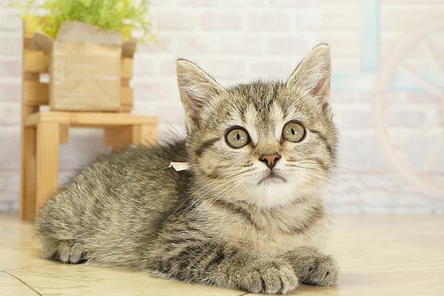 愛知県のミヌエット (Coo&RIKU東海一宮店/2025年10月6日生まれ/女の子/ブラウンタビー)の子猫の2枚目の画像