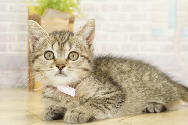 愛知県のミヌエット (Coo&RIKU東海一宮店/2025年10月6日生まれ/女の子/ブラウンタビー)の子猫の3枚目の画像