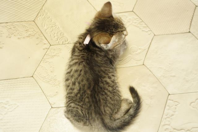 愛知県のミヌエット (Coo&RIKU東海一宮店/2025年10月6日生まれ/女の子/ブラウンタビー)の子猫の4枚目の画像