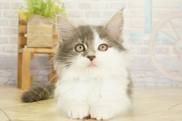 静岡県のメインクーン (Coo&RIKU藤枝店/2025年10月19日生まれ/男の子/ブラックホワイト)の子猫の1枚目の画像