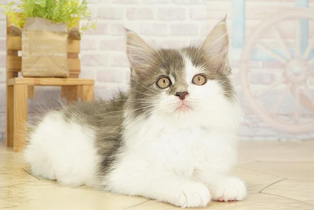 静岡県のメインクーン (Coo&RIKU藤枝店/2025年10月19日生まれ/男の子/ブラックホワイト)の子猫の2枚目の画像