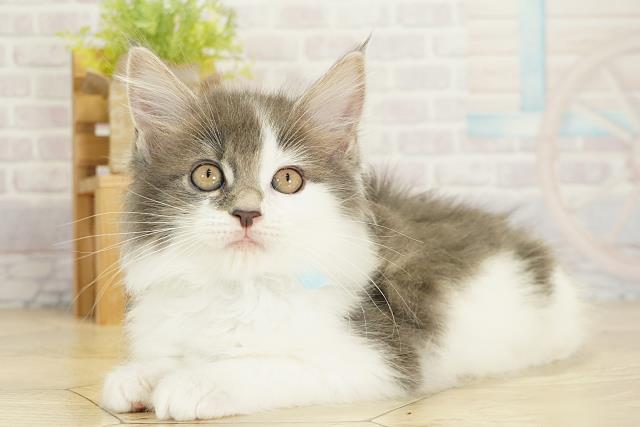 静岡県のメインクーン (Coo&RIKU藤枝店/2025年10月19日生まれ/男の子/ブラックホワイト)の子猫の3枚目の画像