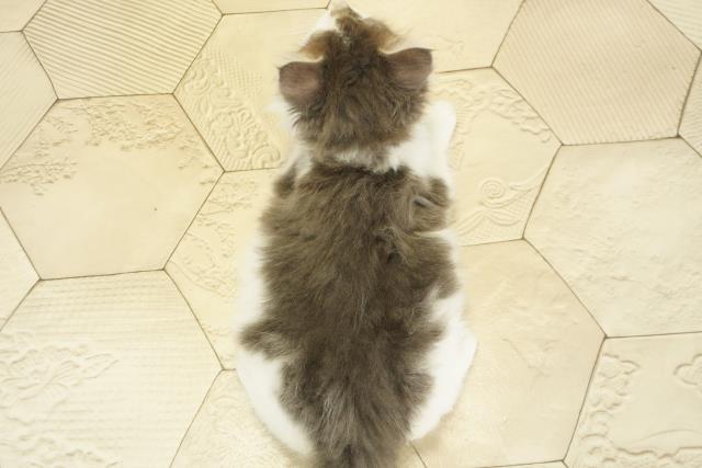 静岡県のメインクーン (Coo&RIKU藤枝店/2025年10月19日生まれ/男の子/ブラックホワイト)の子猫の4枚目の画像