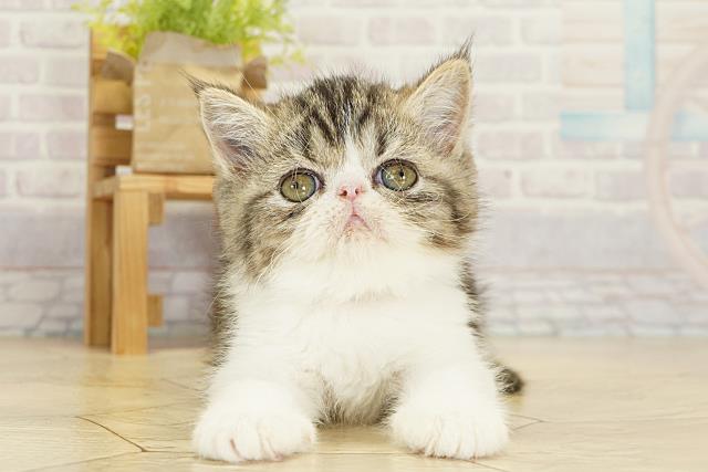 静岡県のエキゾチック (Coo&RIKU浜松店/2025年10月19日生まれ/女の子/ブラウンタビーホワイト)の子猫の1枚目の画像