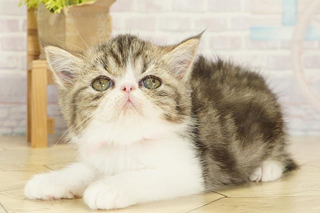 静岡県のエキゾチック (Coo&RIKU浜松店/2025年10月19日生まれ/女の子/ブラウンタビーホワイト)の子猫の3枚目の画像