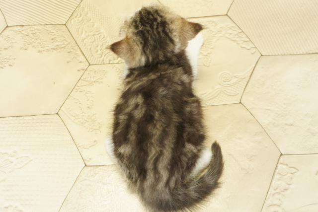 静岡県のエキゾチック (Coo&RIKU浜松店/2025年10月19日生まれ/女の子/ブラウンタビーホワイト)の子猫の4枚目の画像