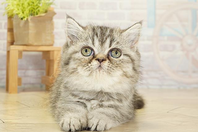 静岡県のエキゾチック (Coo&RIKU静岡SBS通り店/2025年10月19日生まれ/女の子/シルバータビー)の子猫の1枚目の画像