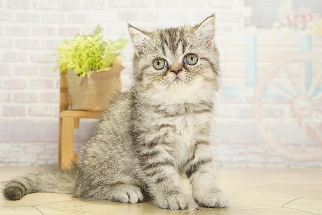 静岡県のエキゾチック (Coo&RIKU静岡SBS通り店/2025年10月19日生まれ/女の子/シルバータビー)の子猫の2枚目の画像