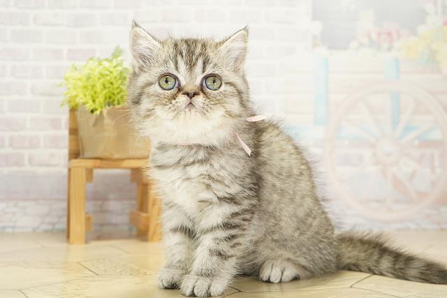 静岡県のエキゾチック (Coo&RIKU静岡SBS通り店/2025年10月19日生まれ/女の子/シルバータビー)の子猫の3枚目の画像