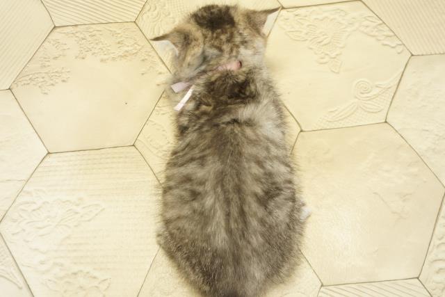 静岡県のエキゾチック (Coo&RIKU静岡SBS通り店/2025年10月19日生まれ/女の子/シルバータビー)の子猫の4枚目の画像