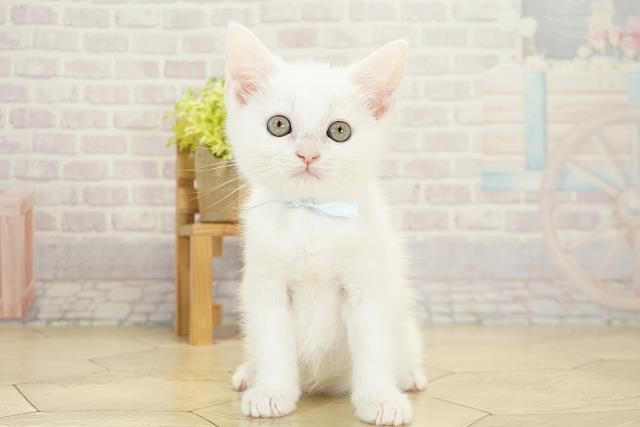 静岡県のスコティッシュフォールド (Coo&RIKU沼津店/2025年10月22日生まれ/男の子/ホワイト)の子猫の1枚目の画像