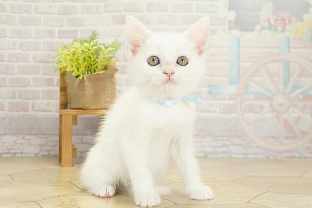 静岡県のスコティッシュフォールド (Coo&RIKU沼津店/2025年10月22日生まれ/男の子/ホワイト)の子猫の2枚目の画像