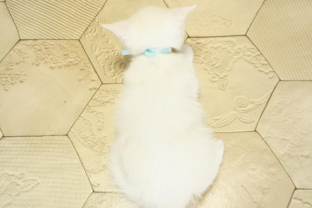 静岡県のスコティッシュフォールド (Coo&RIKU沼津店/2025年10月22日生まれ/男の子/ホワイト)の子猫の4枚目の画像