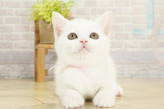 岐阜県のスコティッシュフォールド (Coo&RIKU岐南店/2025年10月22日生まれ/女の子/ブルーホワイト)の子猫の1枚目の画像