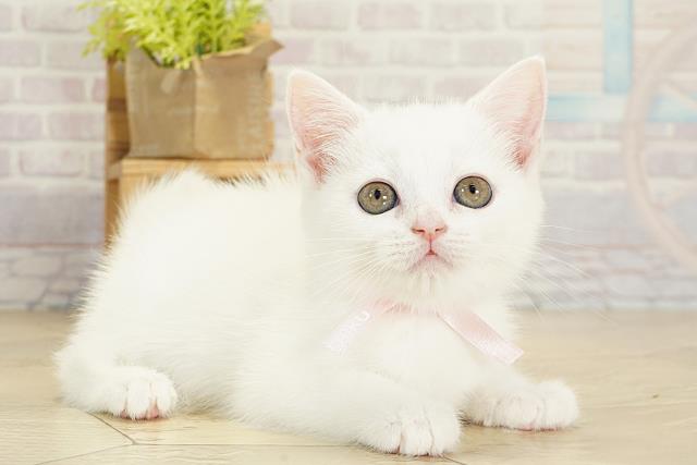 岐阜県のスコティッシュフォールド (Coo&RIKU岐南店/2025年10月22日生まれ/女の子/ブルーホワイト)の子猫の2枚目の画像