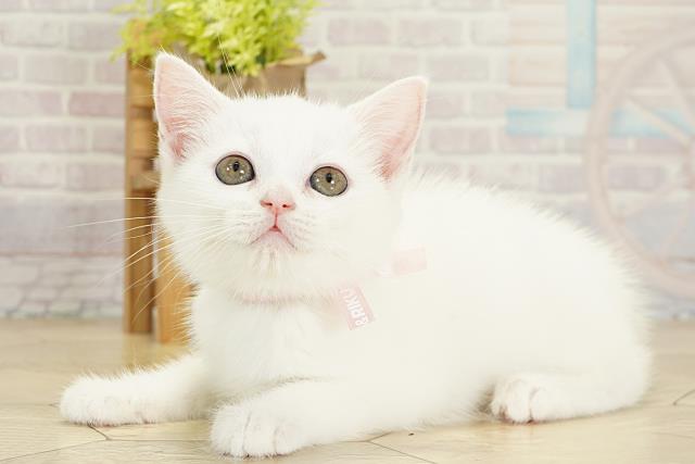 岐阜県のスコティッシュフォールド (Coo&RIKU岐南店/2025年10月22日生まれ/女の子/ブルーホワイト)の子猫の3枚目の画像