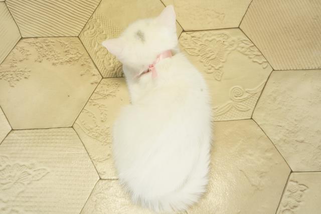 岐阜県のスコティッシュフォールド (Coo&RIKU岐南店/2025年10月22日生まれ/女の子/ブルーホワイト)の子猫の4枚目の画像