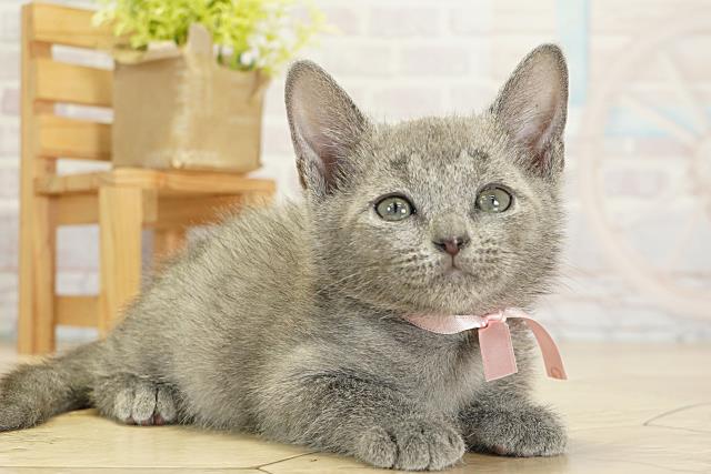 静岡県のロシアンブルー (Coo&RIKU掛川店/2025年10月24日生まれ/女の子/ブルー)の子猫の2枚目の画像