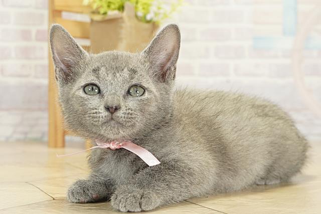 静岡県のロシアンブルー (Coo&RIKU掛川店/2025年10月24日生まれ/女の子/ブルー)の子猫の3枚目の画像