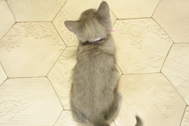 静岡県のロシアンブルー (Coo&RIKU掛川店/2025年10月24日生まれ/女の子/ブルー)の子猫の4枚目の画像