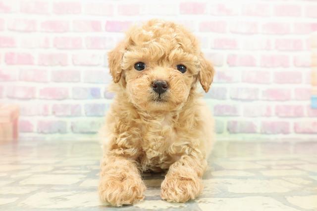 東京都のトイプードル(トイ) (Coo&RIKU自由が丘店/2025年10月27日生まれ/女の子/アプリコット)の子犬の1枚目の画像