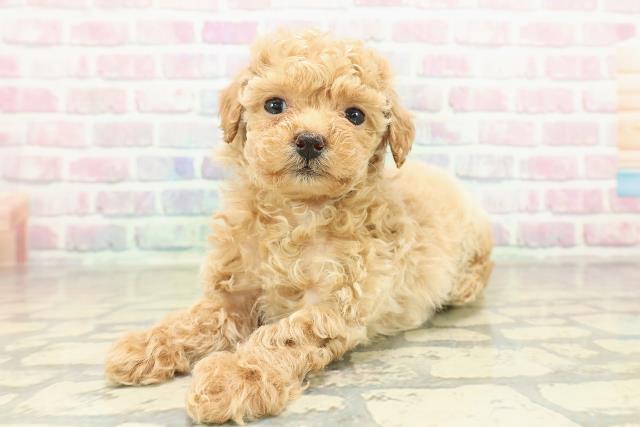 東京都のトイプードル(トイ) (Coo&RIKU自由が丘店/2025年10月27日生まれ/女の子/アプリコット)の子犬の2枚目の画像