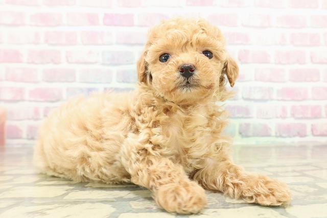 東京都のトイプードル(トイ) (Coo&RIKU自由が丘店/2025年10月27日生まれ/女の子/アプリコット)の子犬の3枚目の画像