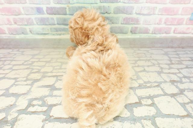 東京都のトイプードル(トイ) (Coo&RIKU自由が丘店/2025年10月27日生まれ/女の子/アプリコット)の子犬の4枚目の画像