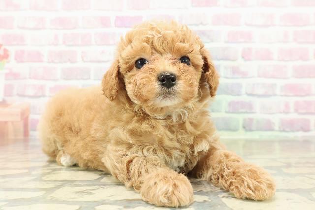 茨城県のトイプードル(トイ) (Coo&RIKU水戸店/2025年10月27日生まれ/男の子/アプリコット)の子犬の3枚目の画像