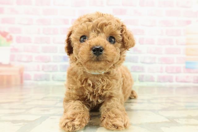 茨城県のトイプードル(トイ) (Coo&RIKU石岡店/2025年10月27日生まれ/男の子/レッド)の子犬の1枚目の画像