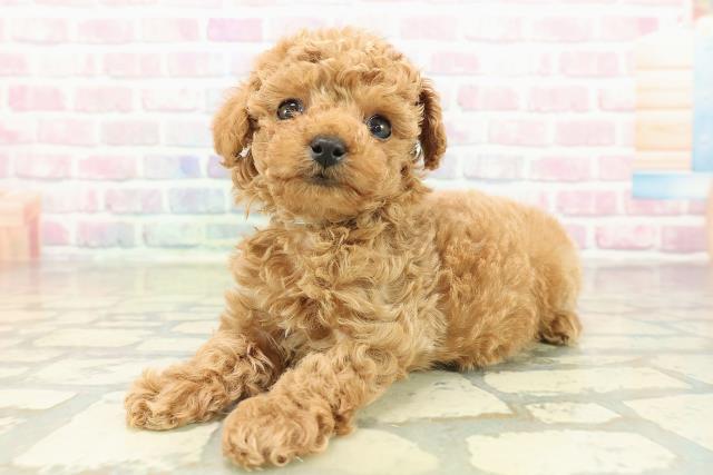 茨城県のトイプードル(トイ) (Coo&RIKU石岡店/2025年10月27日生まれ/男の子/レッド)の子犬の2枚目の画像