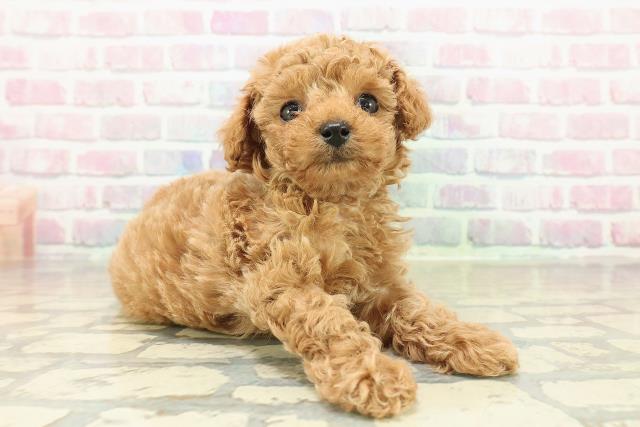 茨城県のトイプードル(トイ) (Coo&RIKU石岡店/2025年10月27日生まれ/男の子/レッド)の子犬の3枚目の画像