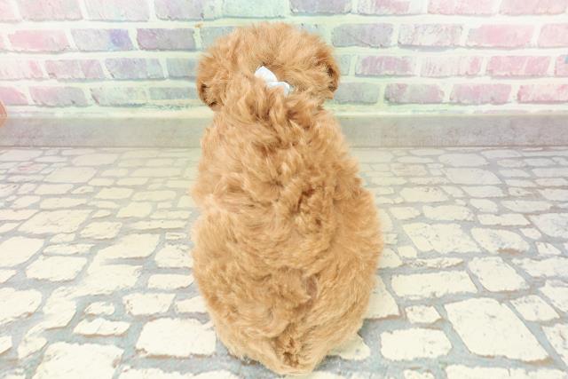 茨城県のトイプードル(トイ) (Coo&RIKU石岡店/2025年10月27日生まれ/男の子/レッド)の子犬の4枚目の画像