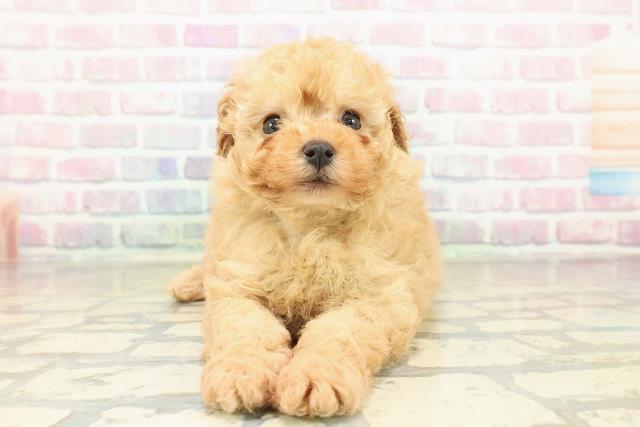 栃木県のトイプードル(トイ) (Coo&RIKU足利店/2025年10月25日生まれ/男の子/アプリコット)の子犬の1枚目の画像