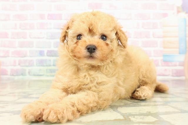 栃木県のトイプードル(トイ) (Coo&RIKU足利店/2025年10月25日生まれ/男の子/アプリコット)の子犬の2枚目の画像