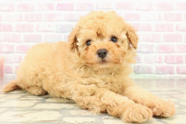 栃木県のトイプードル(トイ) (Coo&RIKU足利店/2025年10月25日生まれ/男の子/アプリコット)の子犬の3枚目の画像