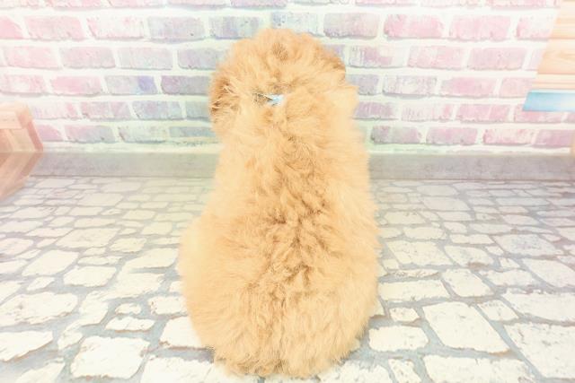 栃木県のトイプードル(トイ) (Coo&RIKU足利店/2025年10月25日生まれ/男の子/アプリコット)の子犬の4枚目の画像