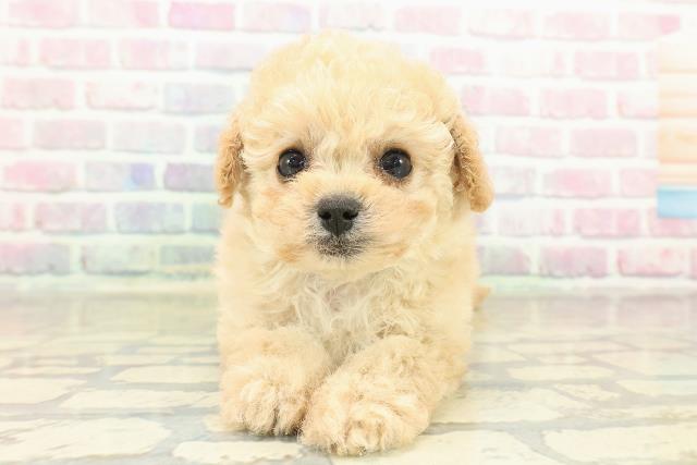 栃木県のトイプードル(トイ) (Coo&RIKU宇都宮店/2025年10月25日生まれ/男の子/アプリコット)の子犬