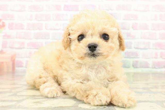 栃木県のトイプードル(トイ) (Coo&RIKU宇都宮店/2025年10月25日生まれ/男の子/アプリコット)の子犬の3枚目の画像