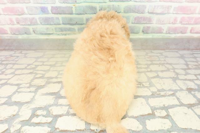 栃木県のトイプードル(トイ) (Coo&RIKU宇都宮店/2025年10月25日生まれ/男の子/アプリコット)の子犬の4枚目の画像