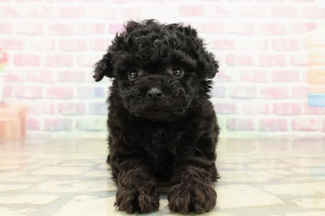 東京都のトイプードル(トイ) (Coo&RIKU浅草店/2025年10月25日生まれ/女の子/ブラック)の子犬の1枚目の画像