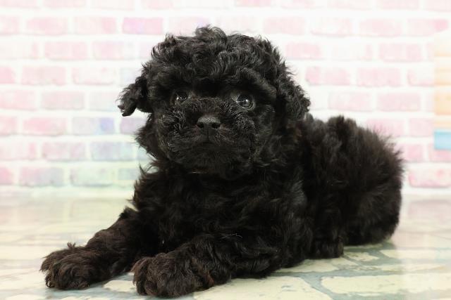 東京都のトイプードル(トイ) (Coo&RIKU浅草店/2025年10月25日生まれ/女の子/ブラック)の子犬の2枚目の画像