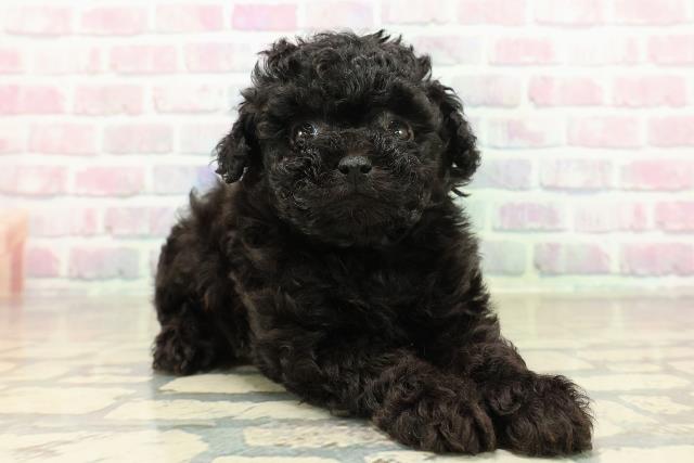 東京都のトイプードル(トイ) (Coo&RIKU浅草店/2025年10月25日生まれ/女の子/ブラック)の子犬の3枚目の画像