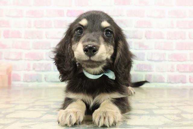 神奈川県のミニチュアダックスフンド(ロング) (Coo&RIKUパウ川崎店/2025年10月25日生まれ/男の子/ブラックイエロー)の子犬の1枚目の画像