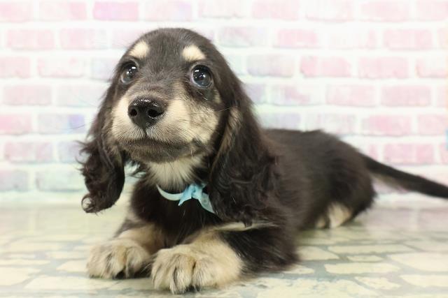 神奈川県のミニチュアダックスフンド(ロング) (Coo&RIKUパウ川崎店/2025年10月25日生まれ/男の子/ブラックイエロー)の子犬の2枚目の画像